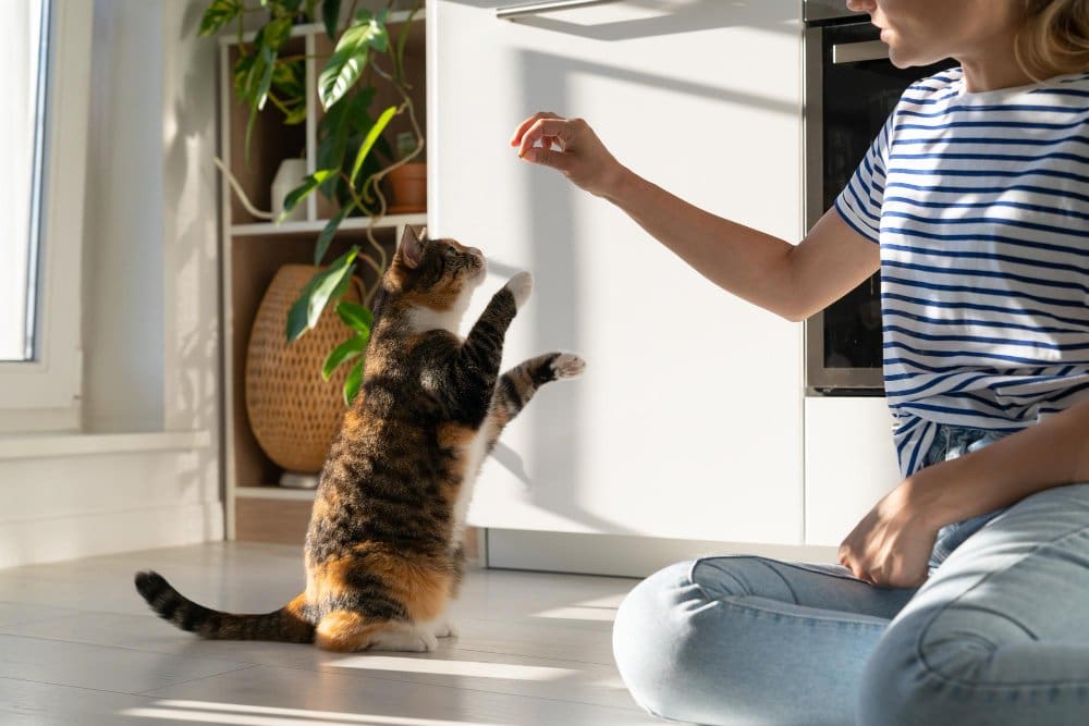 Understanding Cat Behavior Training