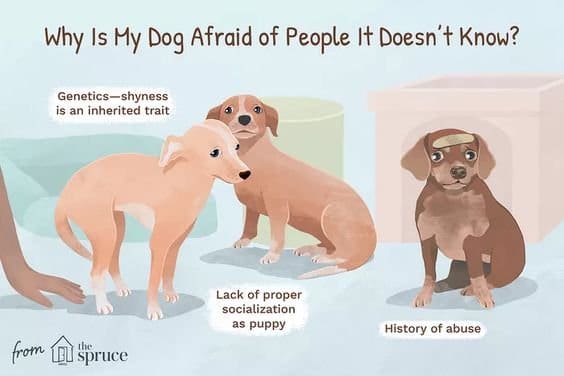 Understanding Canine Fear Phases