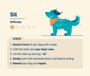 Advanced Dog Training 2 Advanced Dog Training