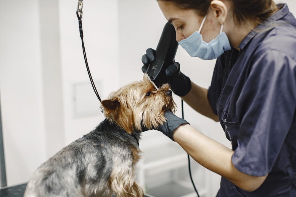 Post-Grooming Care for Pets