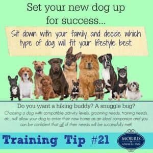 Training Multiple Dogs: Achieving Harmony 2 Multiple Dogs Training