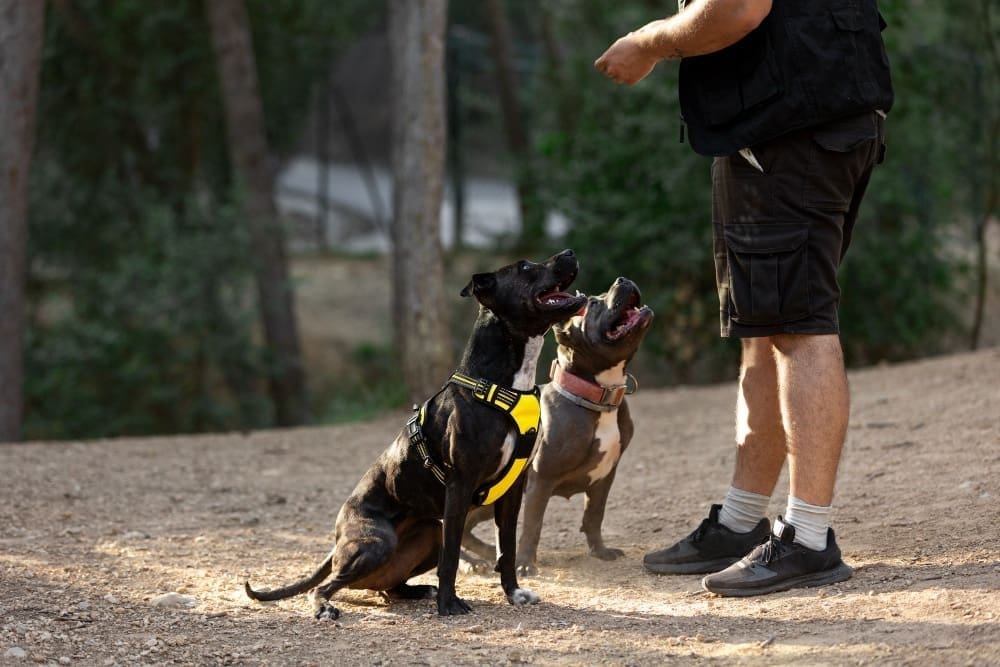 Multiple Dogs Training
