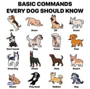 Essential Commands Every Dog Should Know For Their Safety 2 essential commands