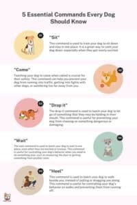 Essential Commands Every Dog Should Know For Their Safety 3 essential commands