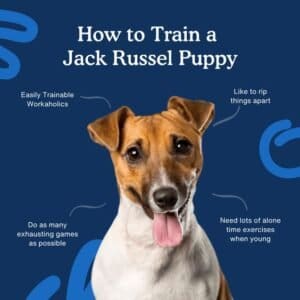 Effective Jack Russell Dog Training Tips 2 Jack Russell Dog Training Tips