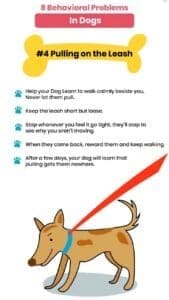 10 Essential Dog Training Tips for Walking 3 Dog training tips