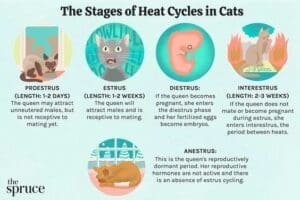 Summer Cat Care: Protecting Your Feline From The Heat 2 Summer - Stages of heat cycle in cat