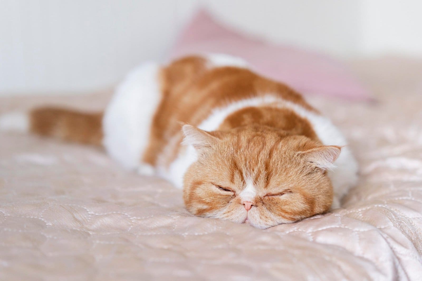 natural remedies for cat ailments