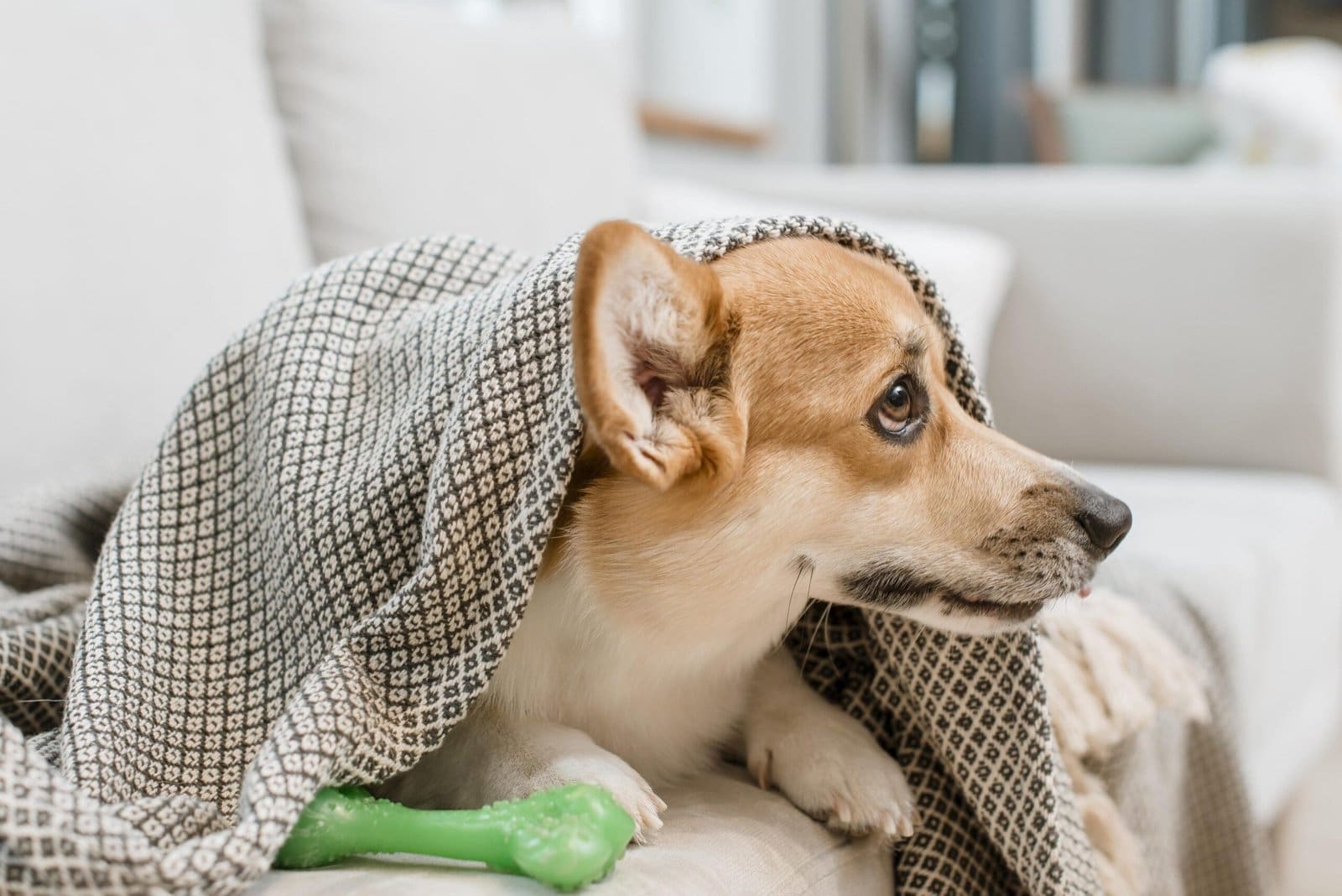Home 5 Canine Respiratory Problems: Symptoms and Treatments
