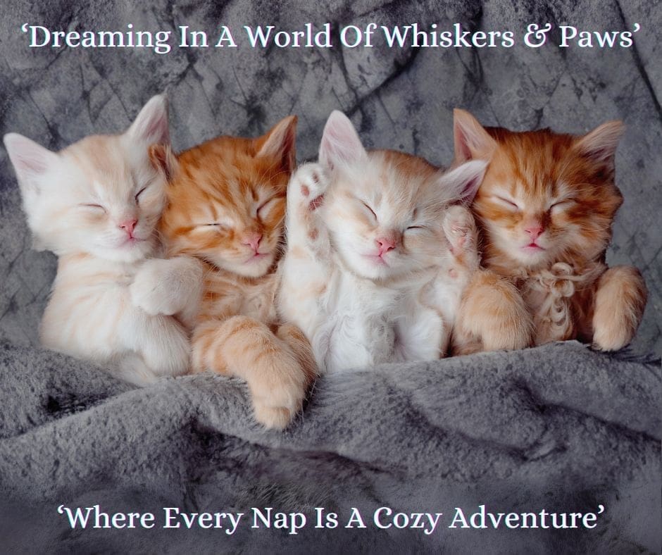 Cat napping