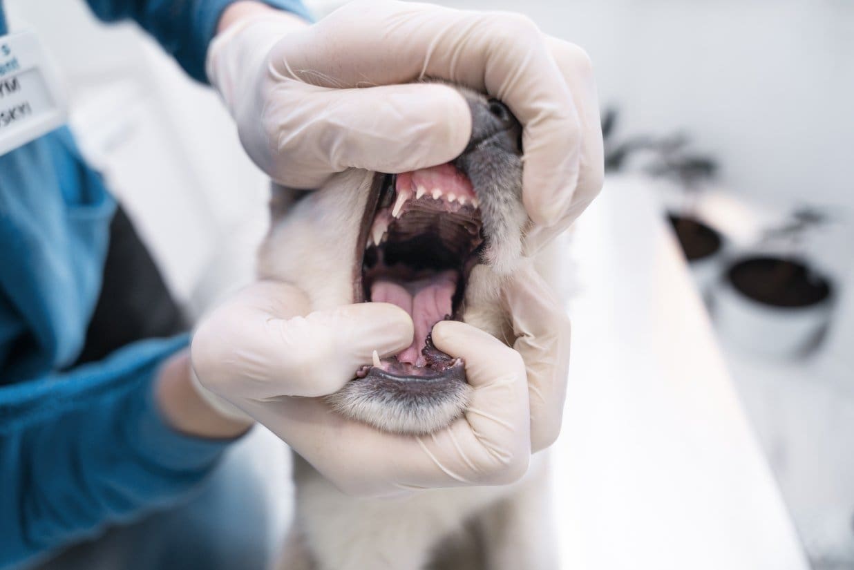 Tips for Keeping Your Dog's Teeth Healthy